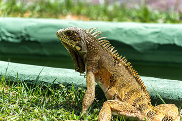 The Green Iguana is a large species of lizard native to Central and South America.
