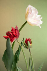Tulip flowers on abstract sunrise background