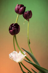 Tulip flowers on abstract sunrise background