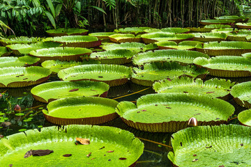 Amazonian lily in water, the largest aquatic plant in the world in Belem do Para, Brazil