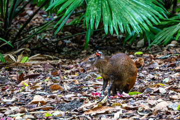 The red-rumped agouti at Belem,Brazil. Dasyprocta leporina, also known as the Brazilian agouti