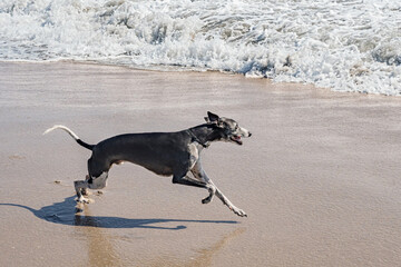 Whippet dog breed running in the ocean.
Medium Greyhound enjoying the beach full of energy and swiftness.