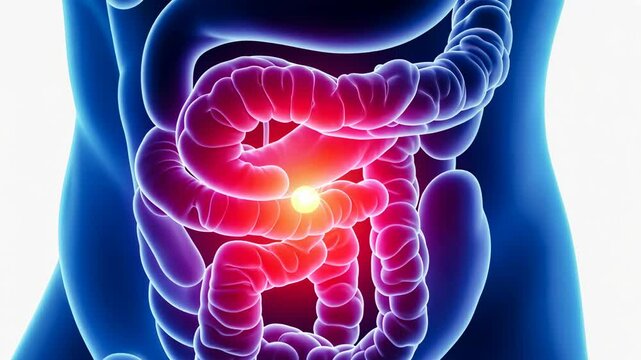 Pain dose, abdominal discomfort, intestine inflammation. Gut health. Nerves respond to severe stress. Stomach lining resists acidic content. Digestive process supports nutrient absorption.