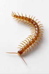 Obraz premium Close-up of a brown centipede on a white background with detailed segmented body