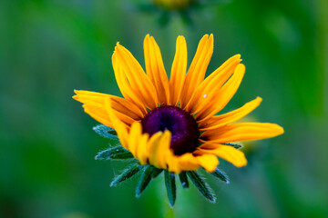 Black-eyed Susan plants in flowering season. Rudbeckia hirta yellow flowers