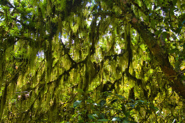 Mysterious tree, completely covered in old man’s beard lichen (Usnea species) hanging from its...