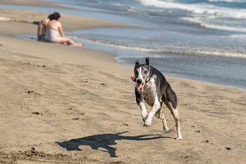 Whippet dog breed running in the ocean.
Medium Greyhound enjoying the beach full of energy and swiftness.