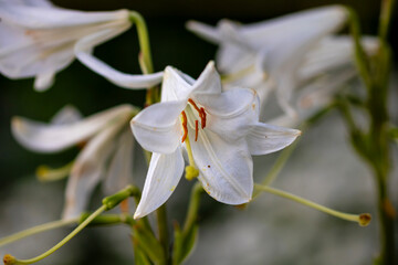 Fototapeta premium Beautiful lily flower on a background of green garden. Lily flowers in the garden