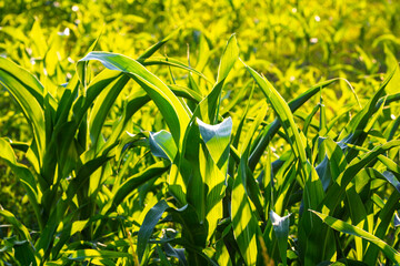Corn field. Cereals for flour production