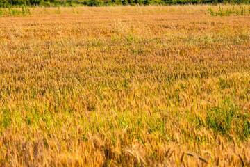 Wheat field. Cereals for bakery