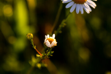 Nature scene with blooming bellis perennis, commonly known as the white daisy © Vlad Ispas