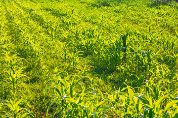 Corn field. Cereals for flour production