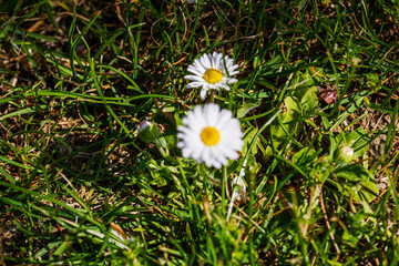 Nature scene with blooming bellis perennis, commonly known as the white daisy © Vlad Ispas