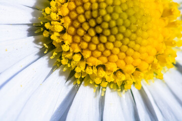 Nature scene with blooming bellis perennis, commonly known as the white daisy © Vlad Ispas
