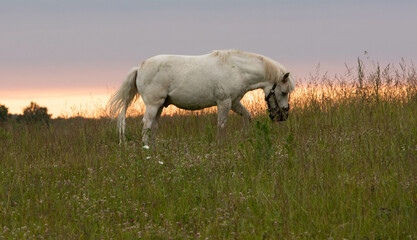 Obraz premium wild horses in the field