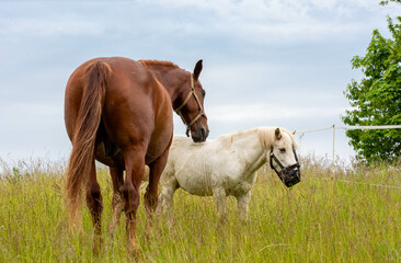 Fototapeta premium horse in the field