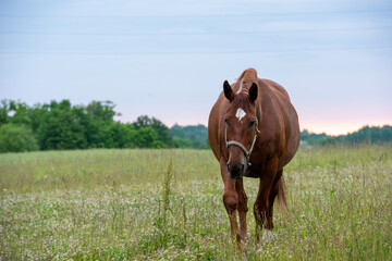 horse in the meadow