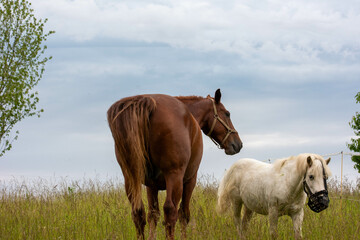 horses on the meadow
