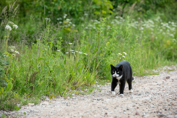 black cat on the grass