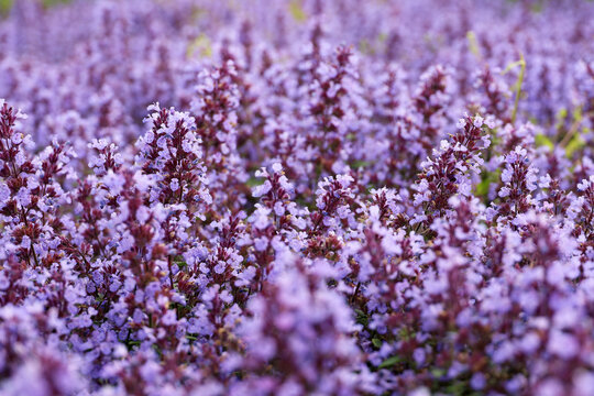 Thyme flowers in summer, Thymus vulgaris, selective focus. Purple floral background