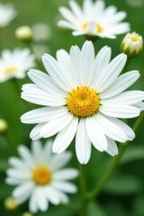 Fototapeta premium Close-up of pristine white daisies, summer bloom, isolated , botany, flower background, floral
