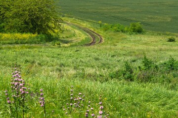 a bend in a dirt country road near a green wheat field surrounded by blooming summer grass with yellow and pink flowers on a plain in southern Russia on a sunny summer day