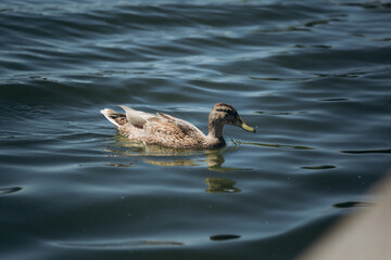 duck in the lake