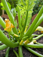 Detailed close-up of a zucchini plant showing tiny yellow zucchinis and orange blossoms surrounded...