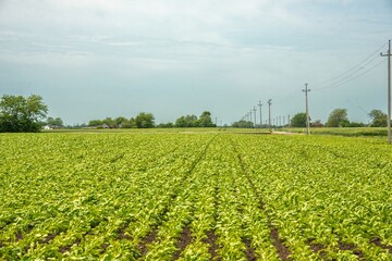 green sprouts agricultural crop sugar beet planted in rows on a field of the plain of southern Russia on a sunny spring day