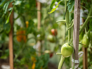 Green tomato in a greenhouse