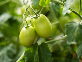green tomatoes in the garden