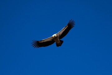 Himalayan Vulture soaring above Nyenpo Yutse peaks at Lianbao Yeze Geological Park, near Ngawa in the historic Amdo region, a rare sighting of this majestic highland raptor..
