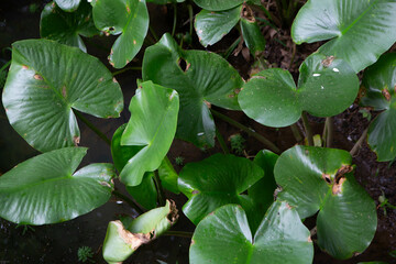 Water Lily Leaves