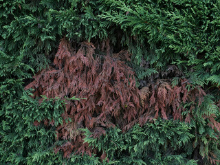 Cupressaceae fungal disease