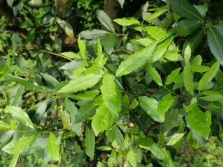 laurel bay tree leaves