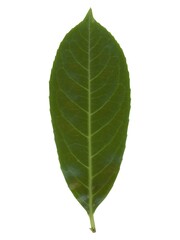 Obraz premium common laurel leaf top side isolated over white