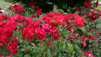 Fototapeta premium red roses bush background