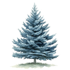 A Blue Spruce Tree, watercolor painting vector, isolated on a white background.