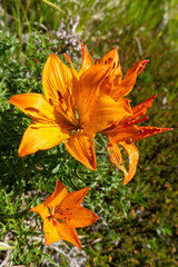fiore