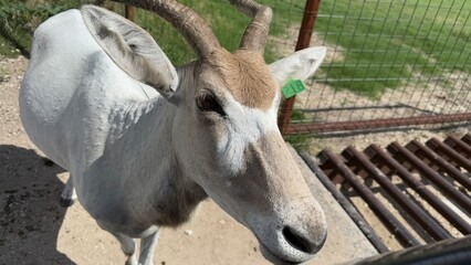 Texas, USA | Fossil Rim Wildlife Center