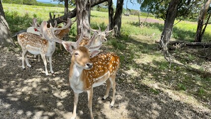 Texas, USA | Fossil Rim Wildlife Center