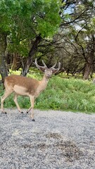Texas, USA | Fossil Rim Wildlife Center 