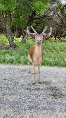 Texas, USA | Fossil Rim Wildlife Center 