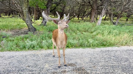 Texas, USA | Fossil Rim Wildlife Center 