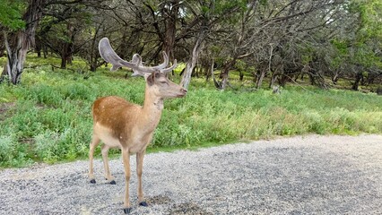 Texas, USA | Fossil Rim Wildlife Center 