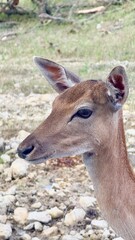 Texas, USA | Fossil Rim Wildlife Center 