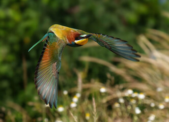 Aves da peninsula ibérica
