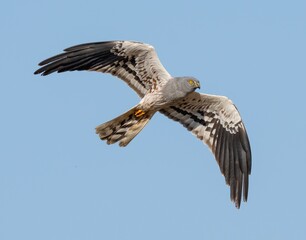 Aves da peninsula ibérica