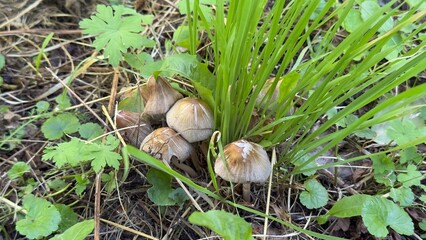 Mushrooms among fallen leaves and grass — a naturalistic scene from the forest environment