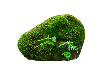 stone covered green moss and fern isolated on white background © Svitlana